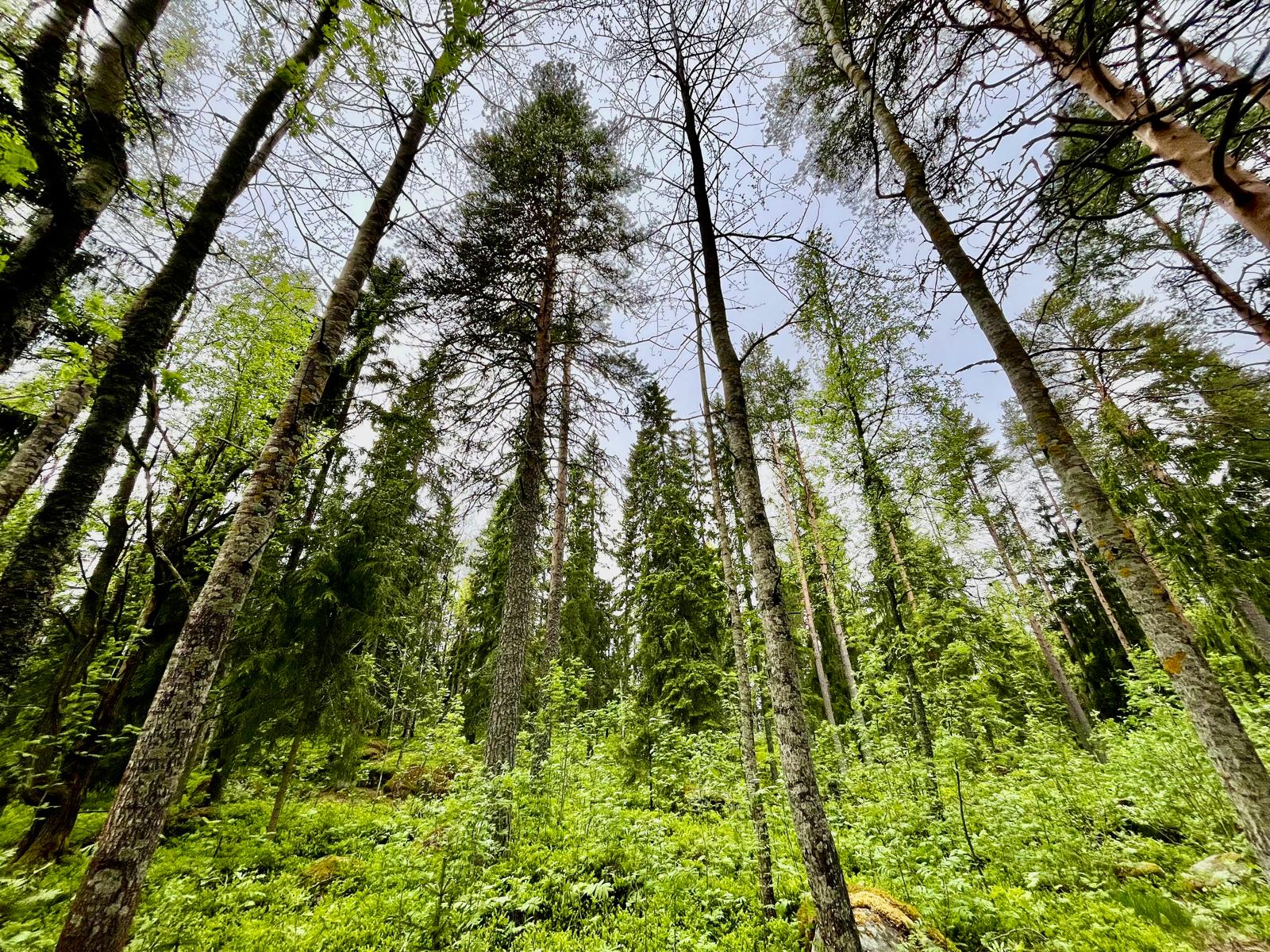 Swedish forest landscape